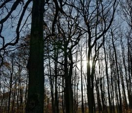 DSC_2661_DxO